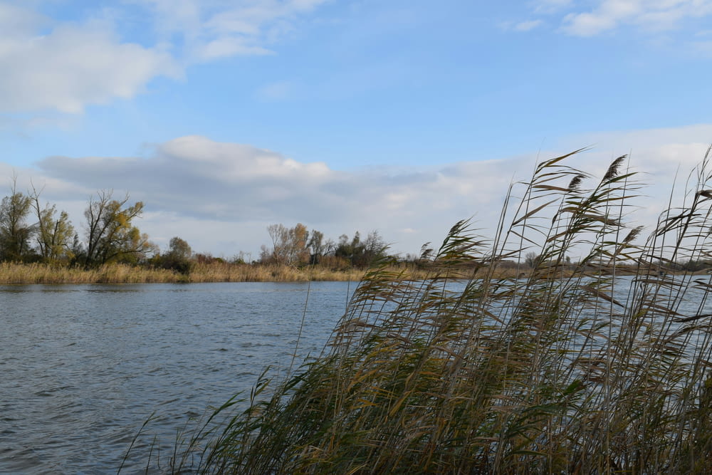 a body of water surrounded by tall grass