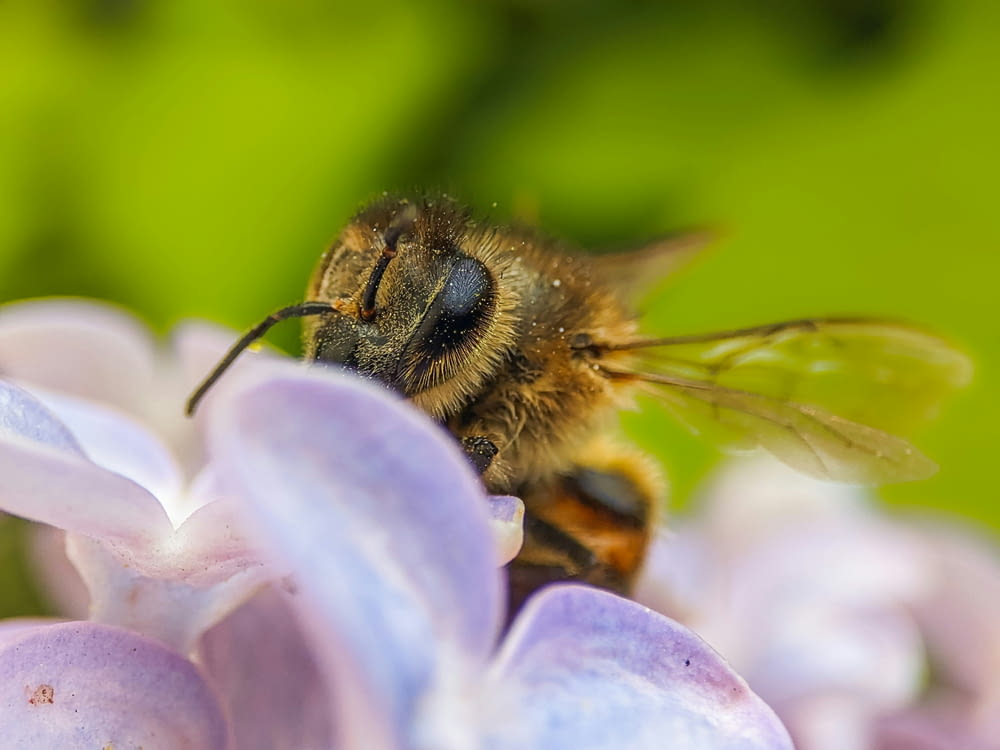 a bee sitting on top of a purple flower