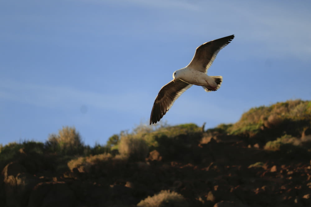 a seagull flying over a rocky cliff on a sunny day