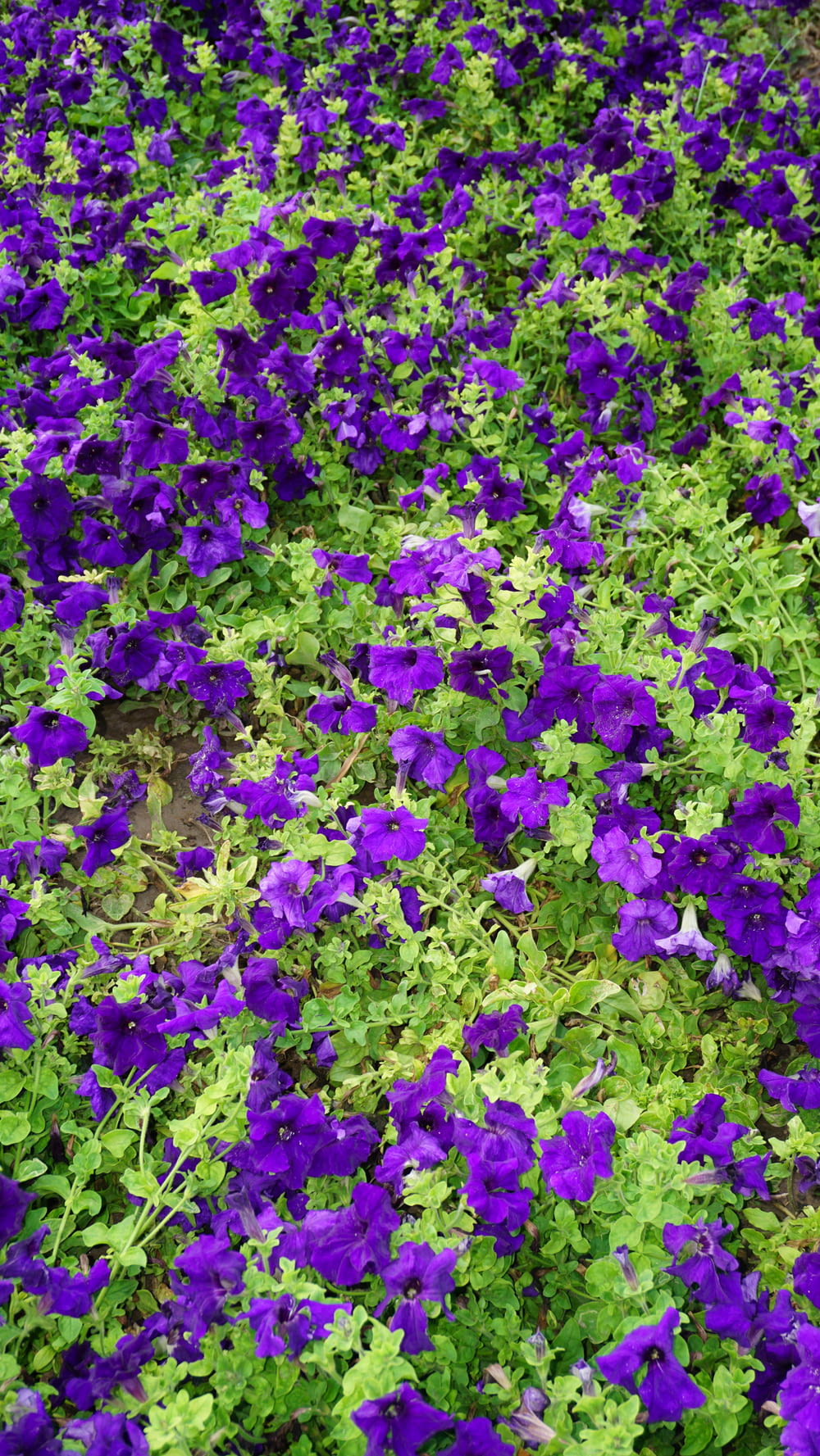 a field of purple flowers with green leaves