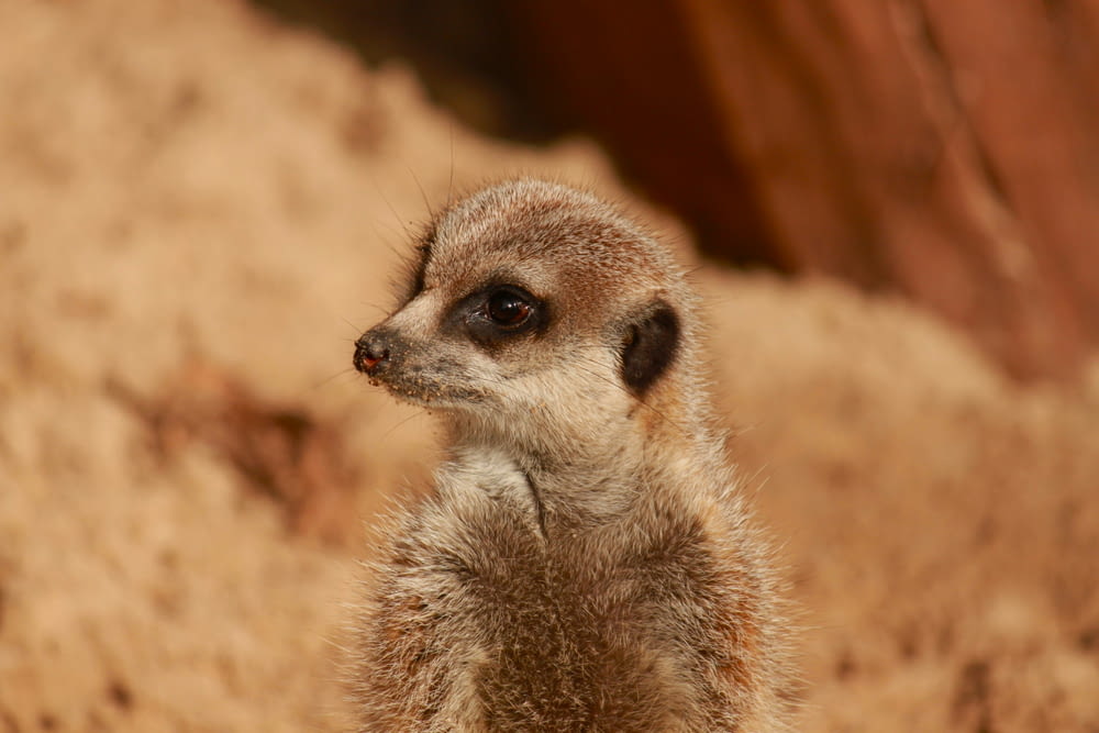 a close up of a small animal on a dirt ground