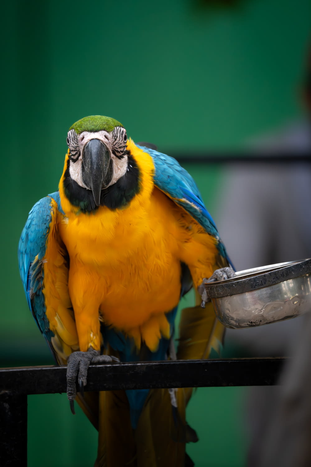 a blue and yellow parrot sitting on top of a metal bar