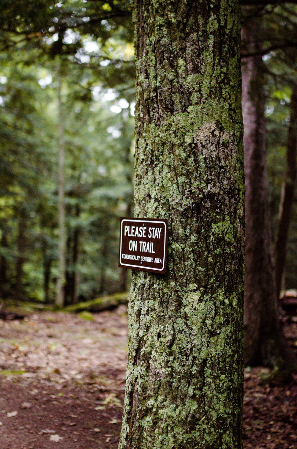 森の中の木に看板が掲示されています