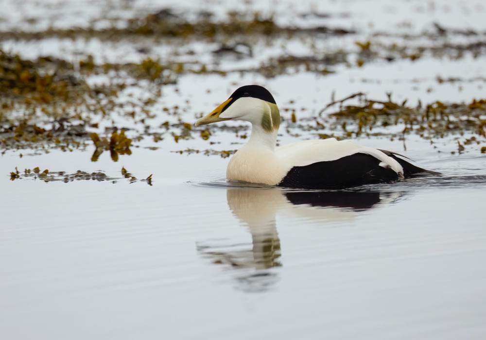 a white and black duck floating on top of a body of water