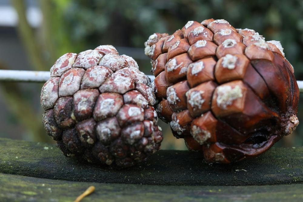 a couple of pine cones sitting on top of a wooden bench