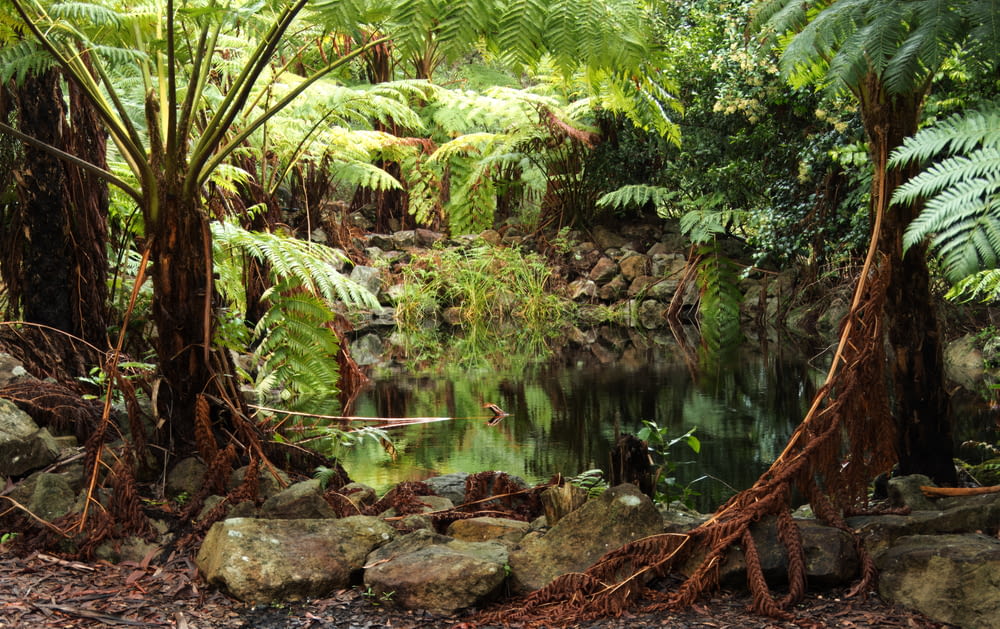 a pond surrounded by lush green trees and rocks