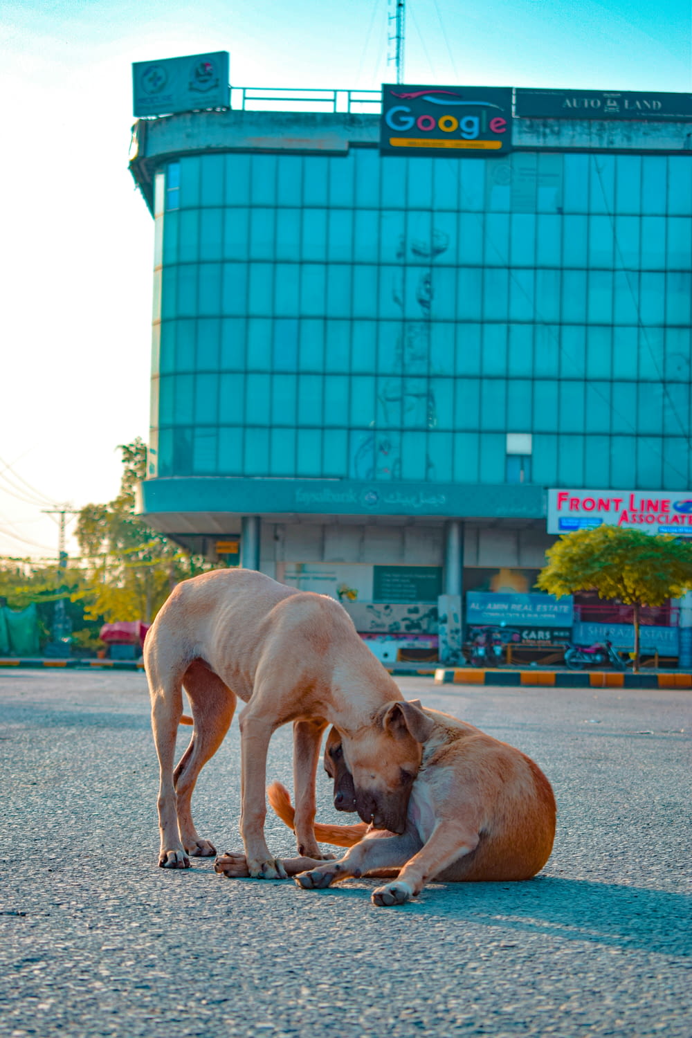 two dogs playing with each other in the street