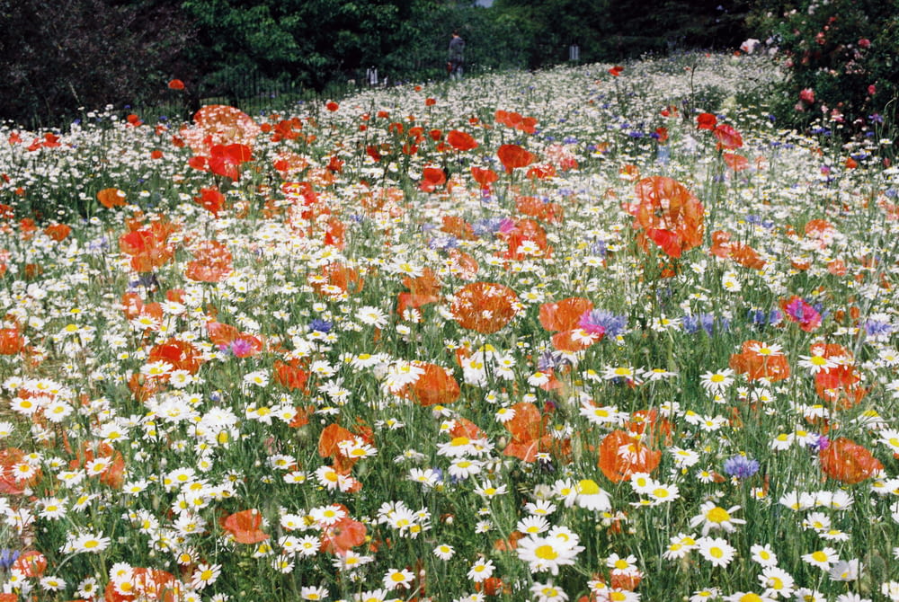 a field of wildflowers and daisies with trees in the background