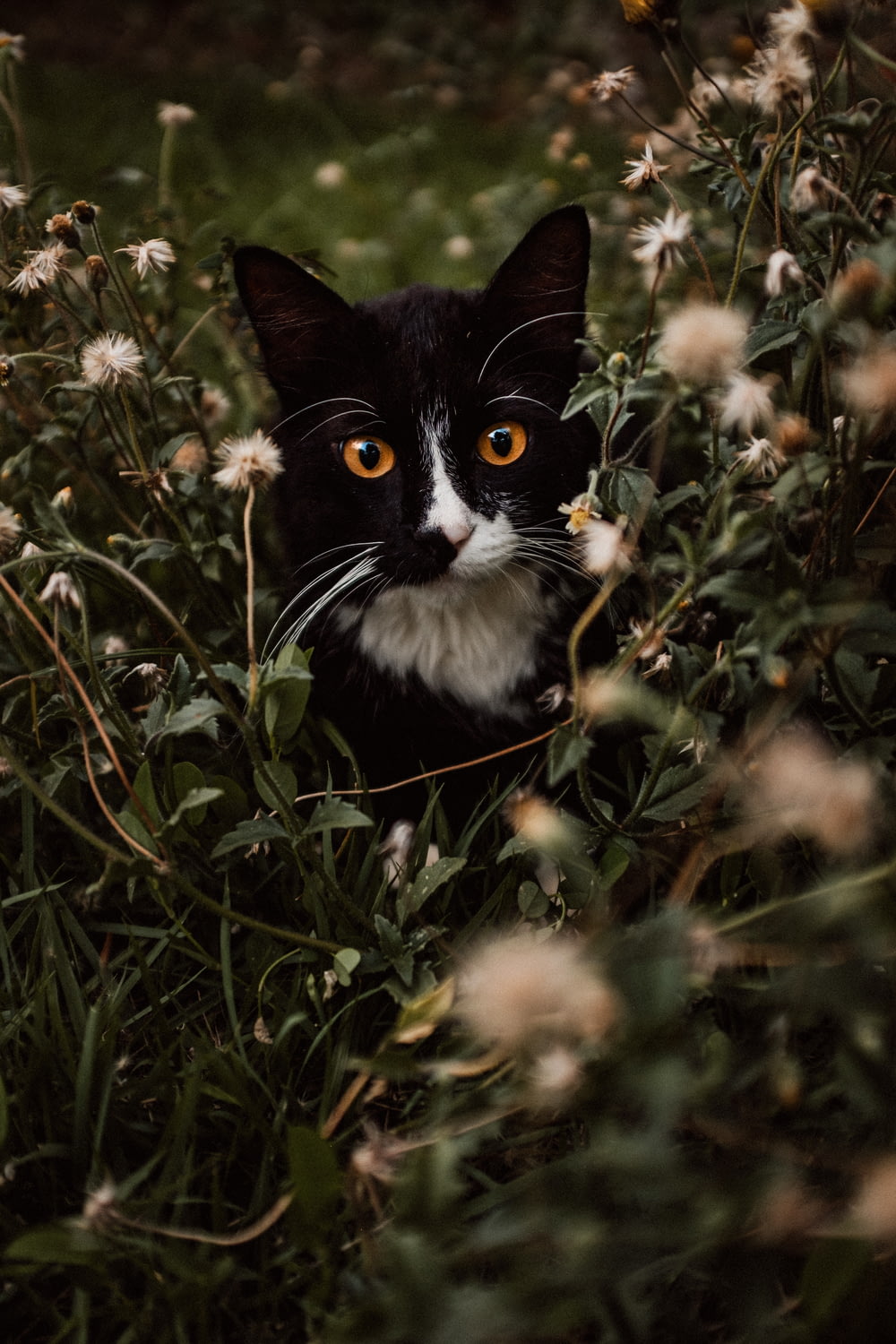 a black and white cat sitting in a field of flowers