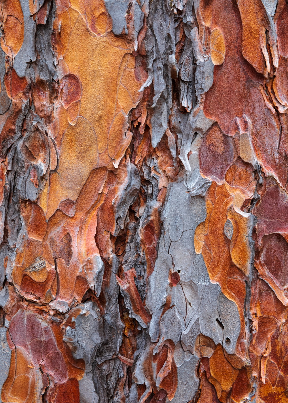 a close up of a tree bark with orange and gray colors