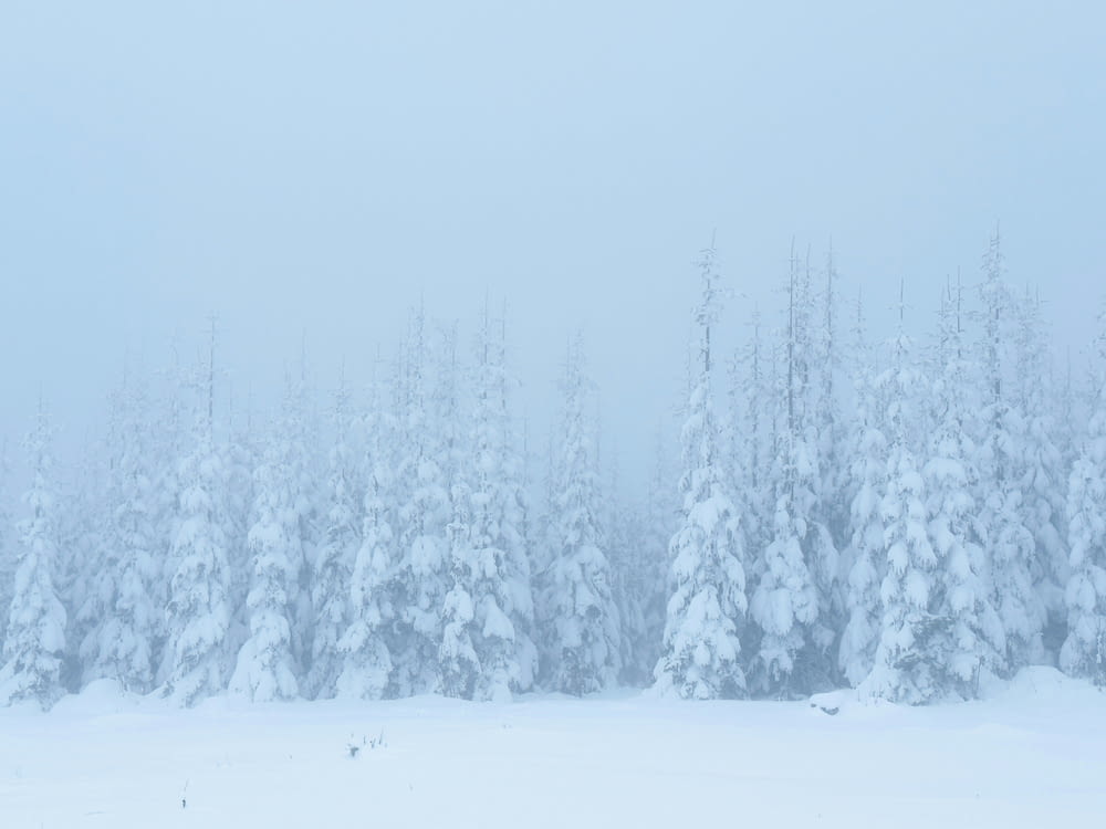 a group of trees covered in snow on a snowy day