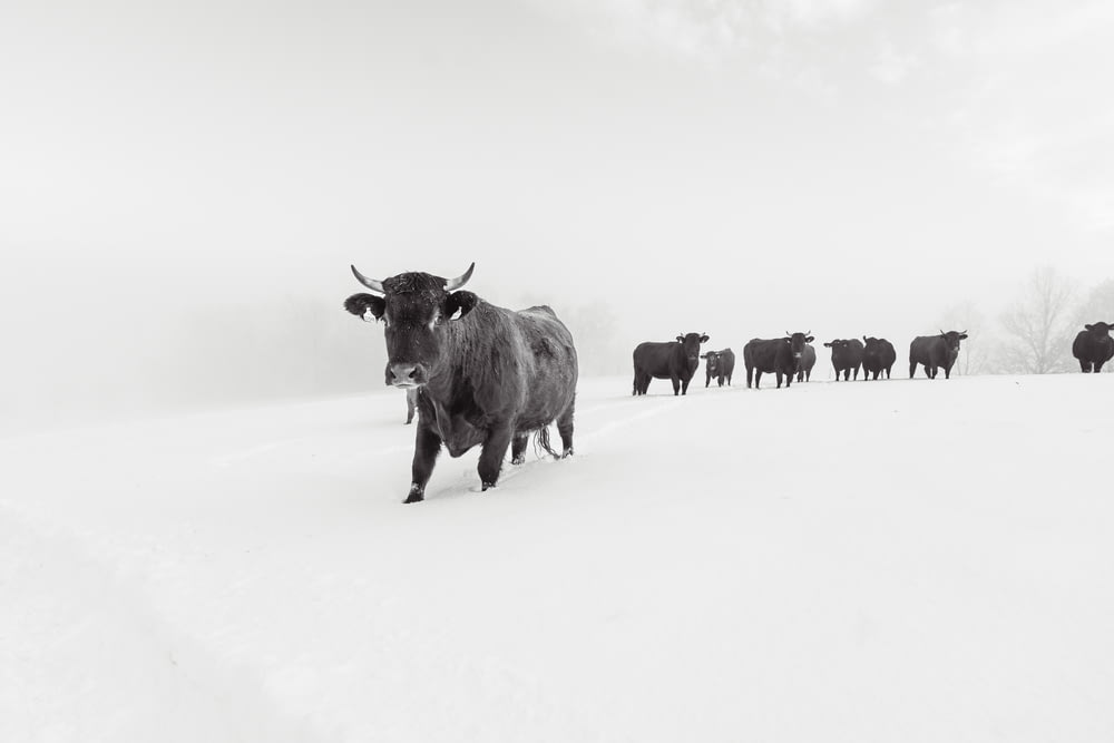 a herd of cattle walking across a snow covered field