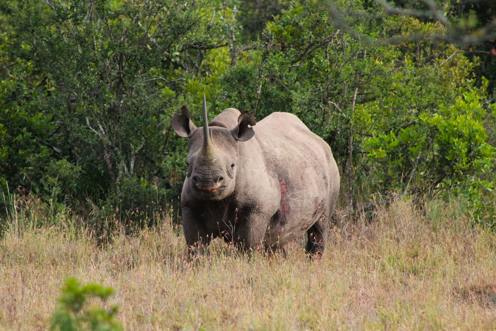 a rhinoceros standing in a field with trees in the background