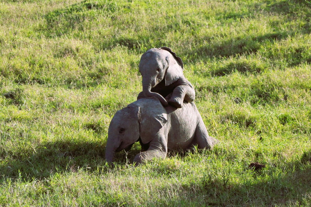 a couple of elephants standing on top of a lush green field