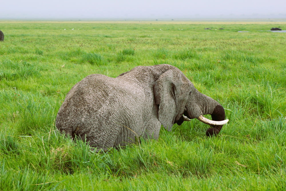an elephant in a grassy field with another elephant in the background