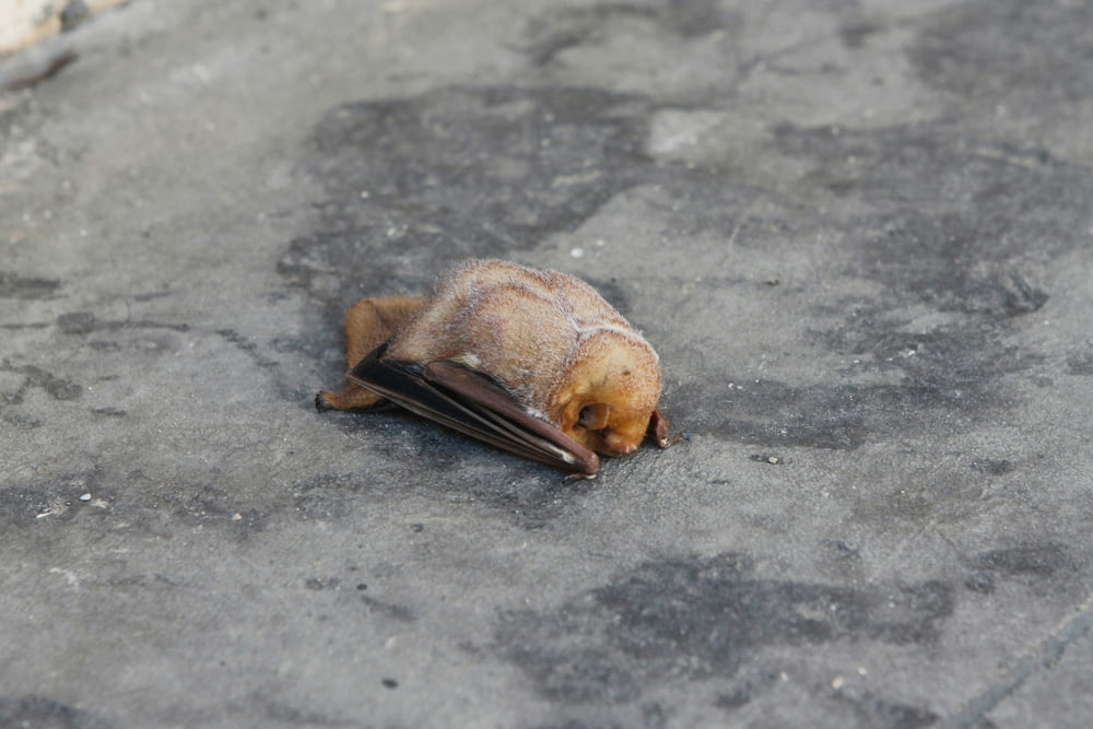 a dead bat laying on the ground
