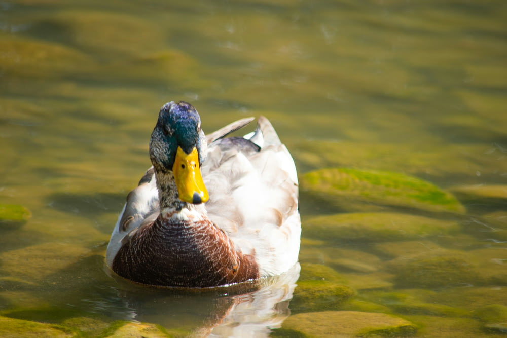 a duck with a blue head and yellow beak swimming in the water