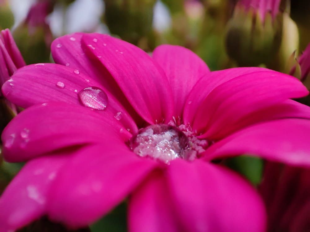 a close up of a pink flower with water droplets
