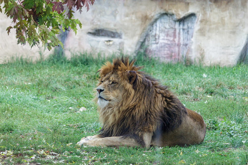 a lion laying in the grass under a tree