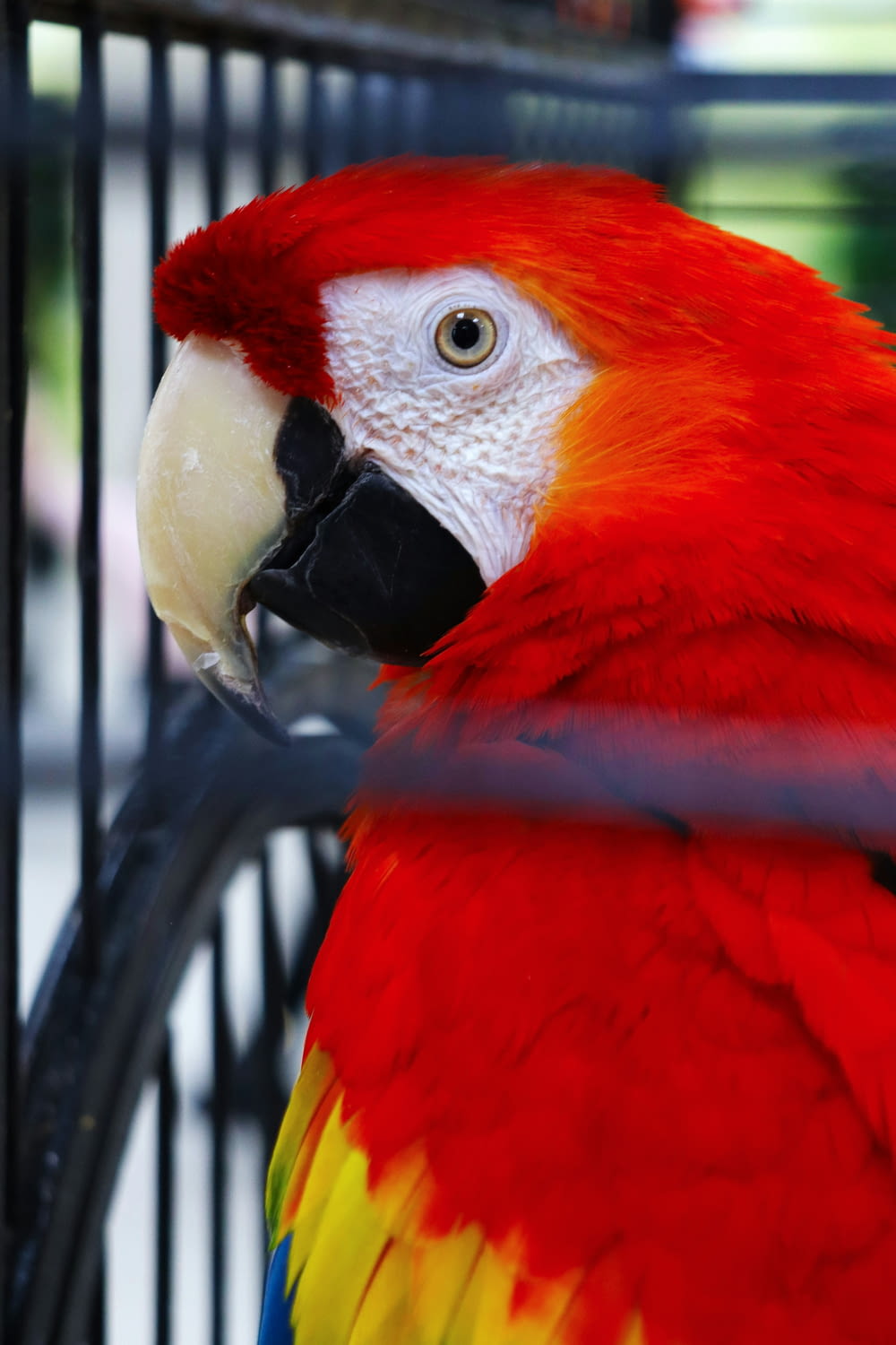 a red and yellow parrot sitting on top of a cage