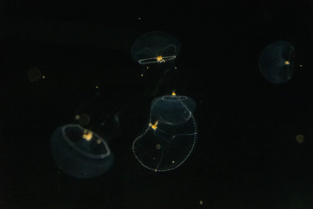 a group of jellyfish floating in the dark water