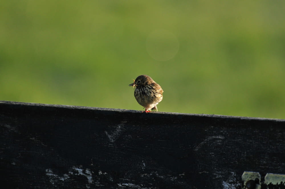un pequeño pájaro sentado encima de un banco de madera
