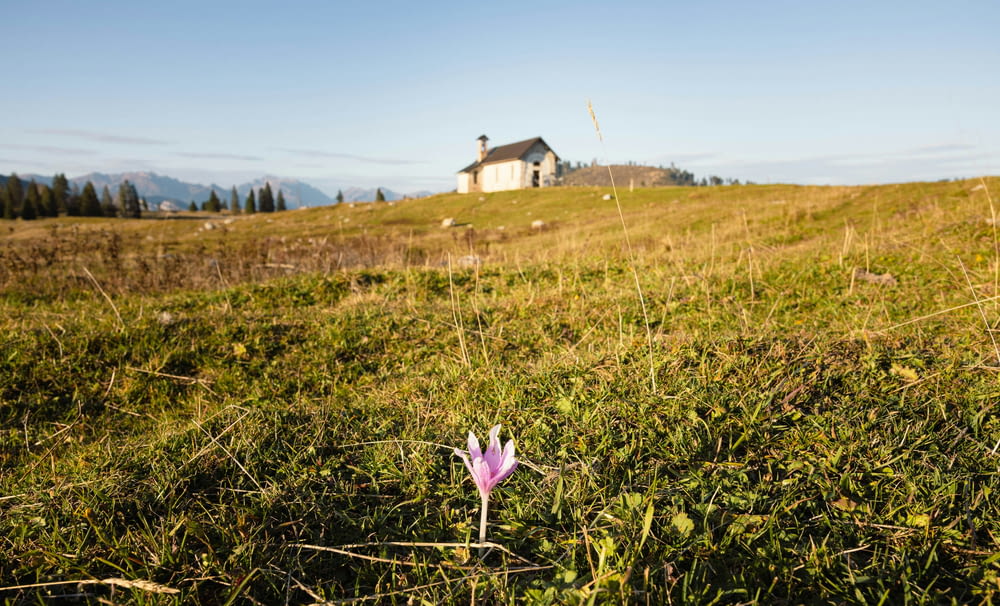a lone flower in a field with a house in the background