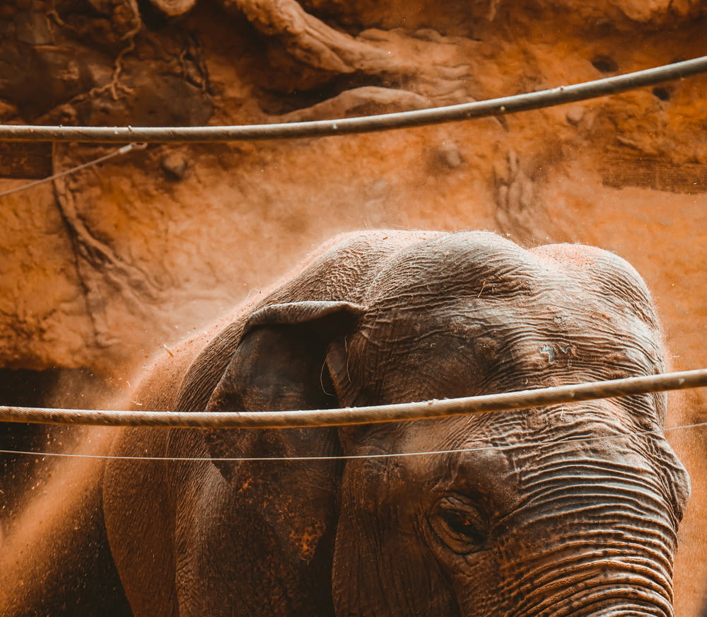 a close up of an elephant behind a wire