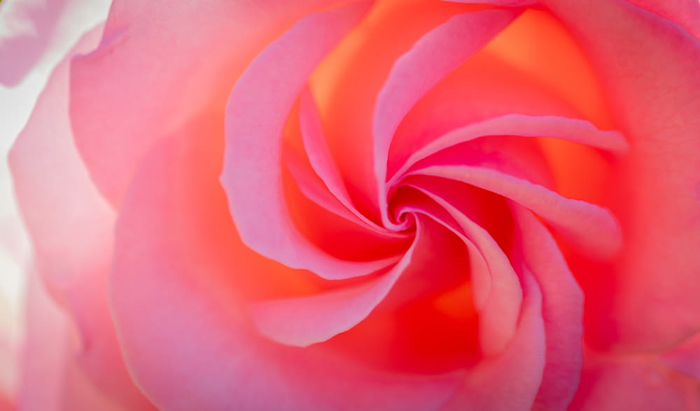 a close up of a pink rose flower