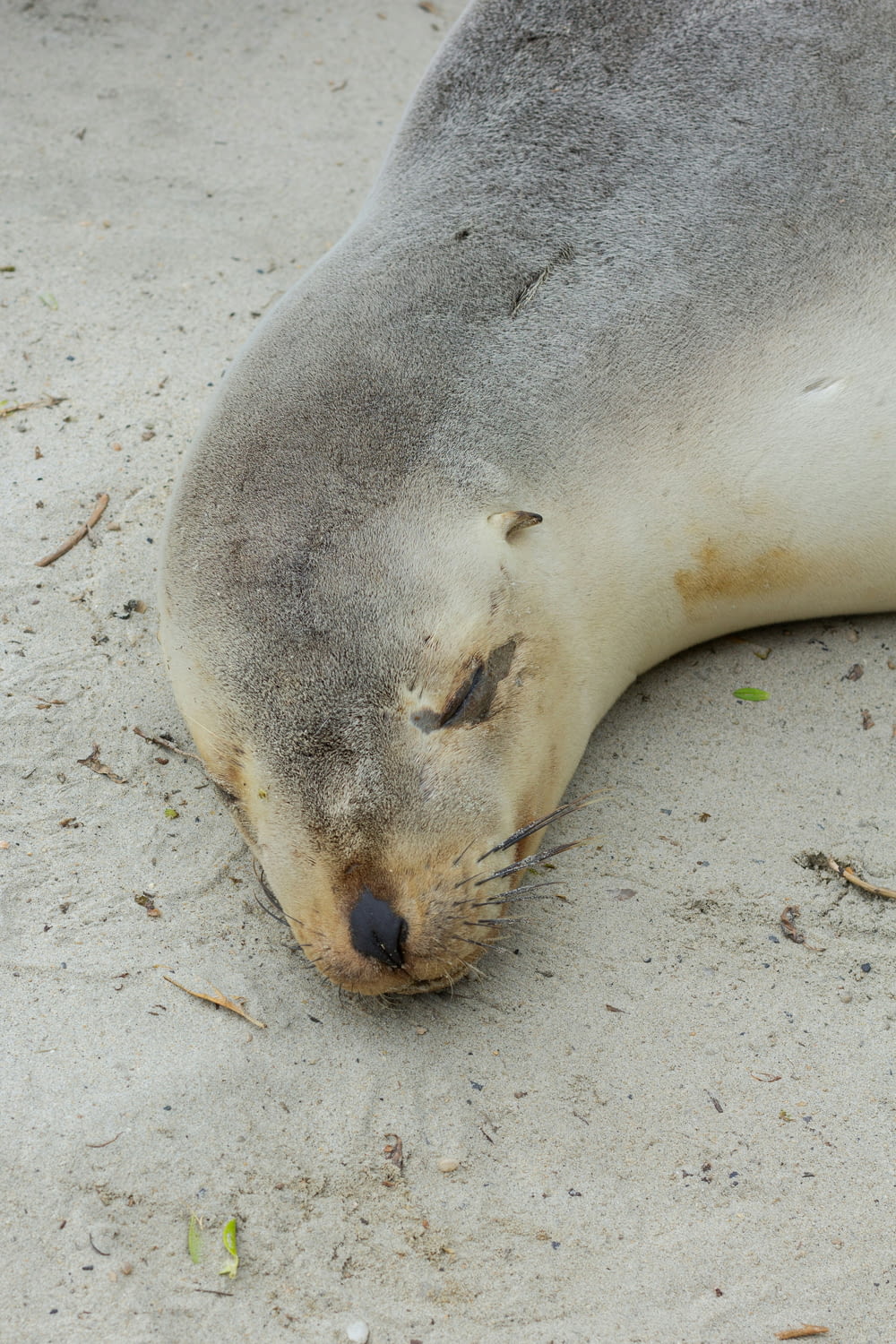a seal laying on the sand with its eyes closed