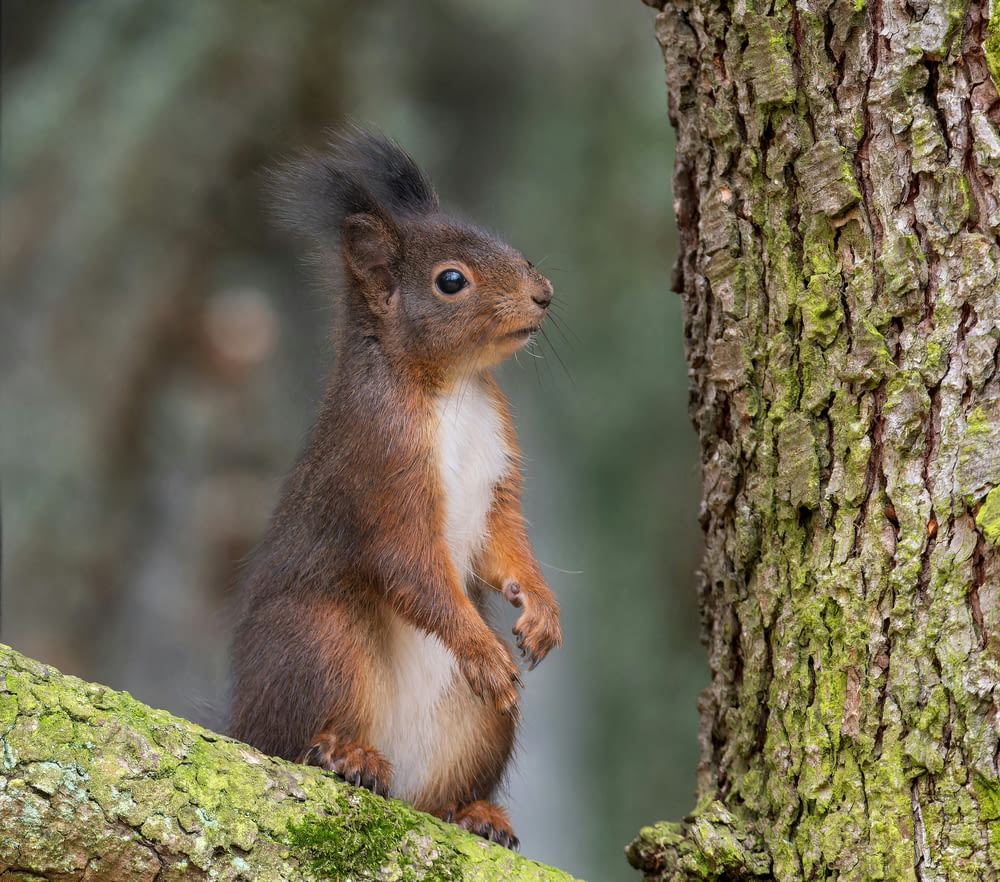 un écureuil debout sur ses pattes arrière à côté d’un arbre