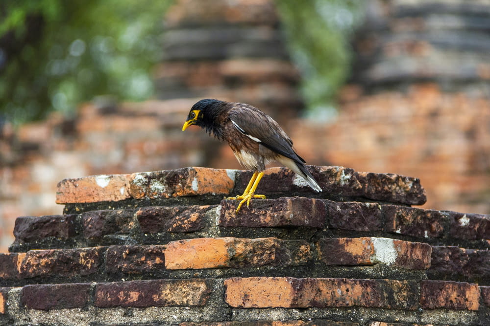 a bird perched on top of a brick wall
