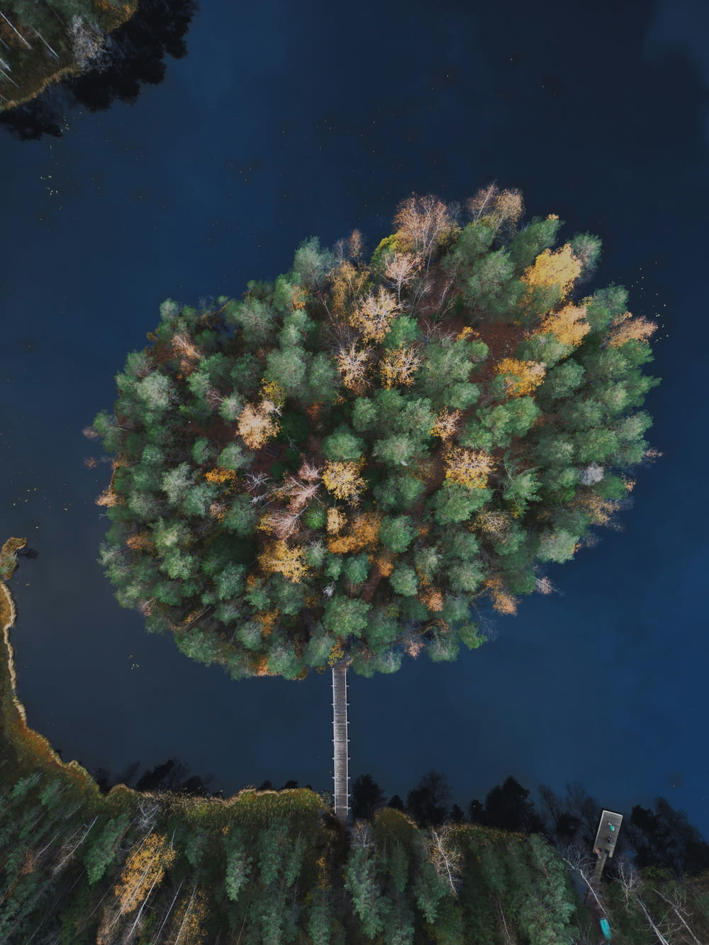 a tree is shown in the middle of the night