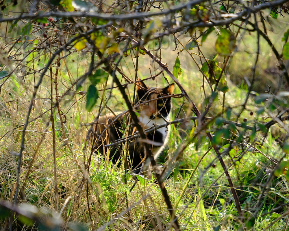 a cat sitting in the middle of a grassy field
