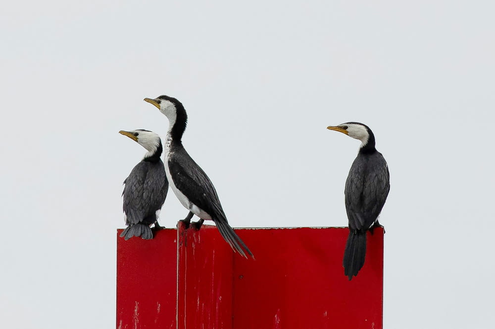 two black and white birds sitting on top of a red pole