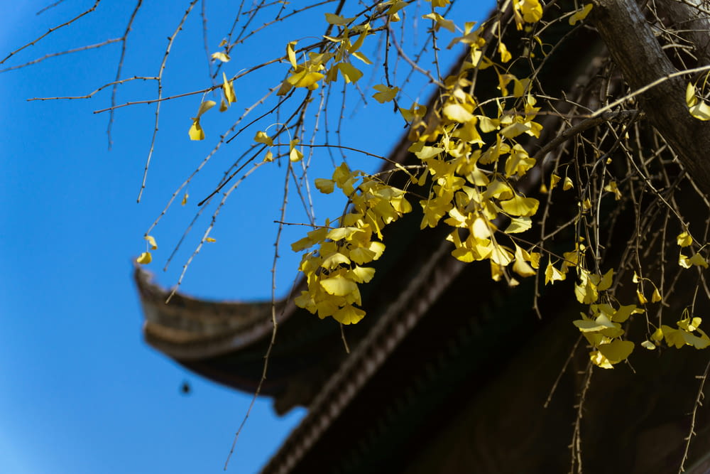 a tree branch with yellow flowers hanging from it