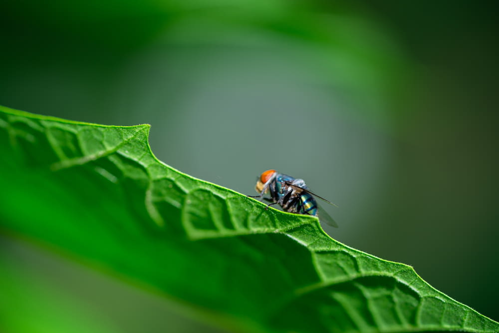 uma mosca sentada em cima de uma folha verde