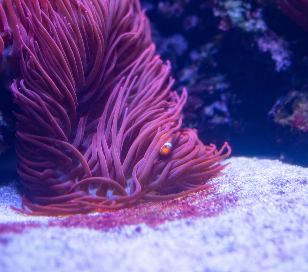 a purple sea anemone in an aquarium
