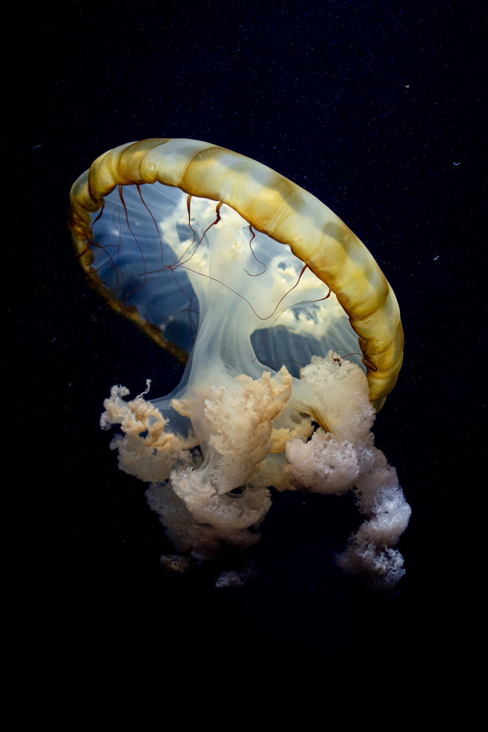 a jellyfish is swimming in the water