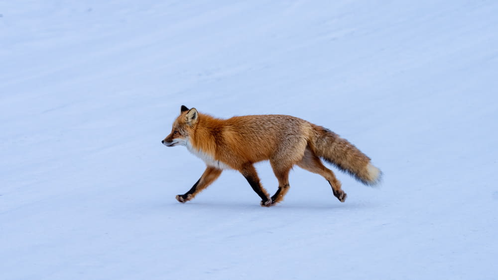 a red fox walking across a snow covered field