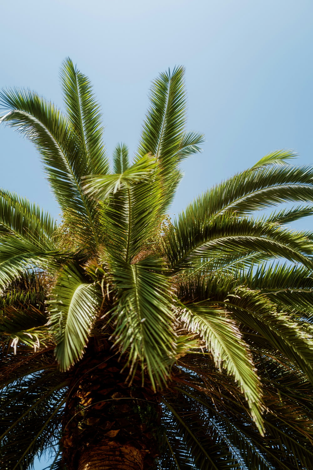 un palmier avec un ciel bleu en arrière-plan