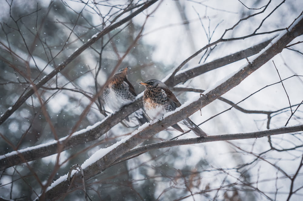 two birds sitting on a tree branch in the snow