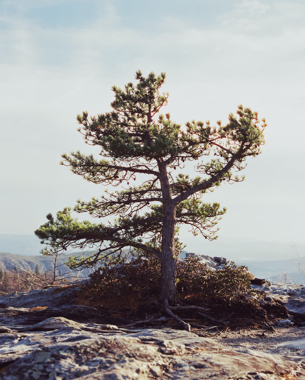 a lone pine tree on a rocky outcropping
