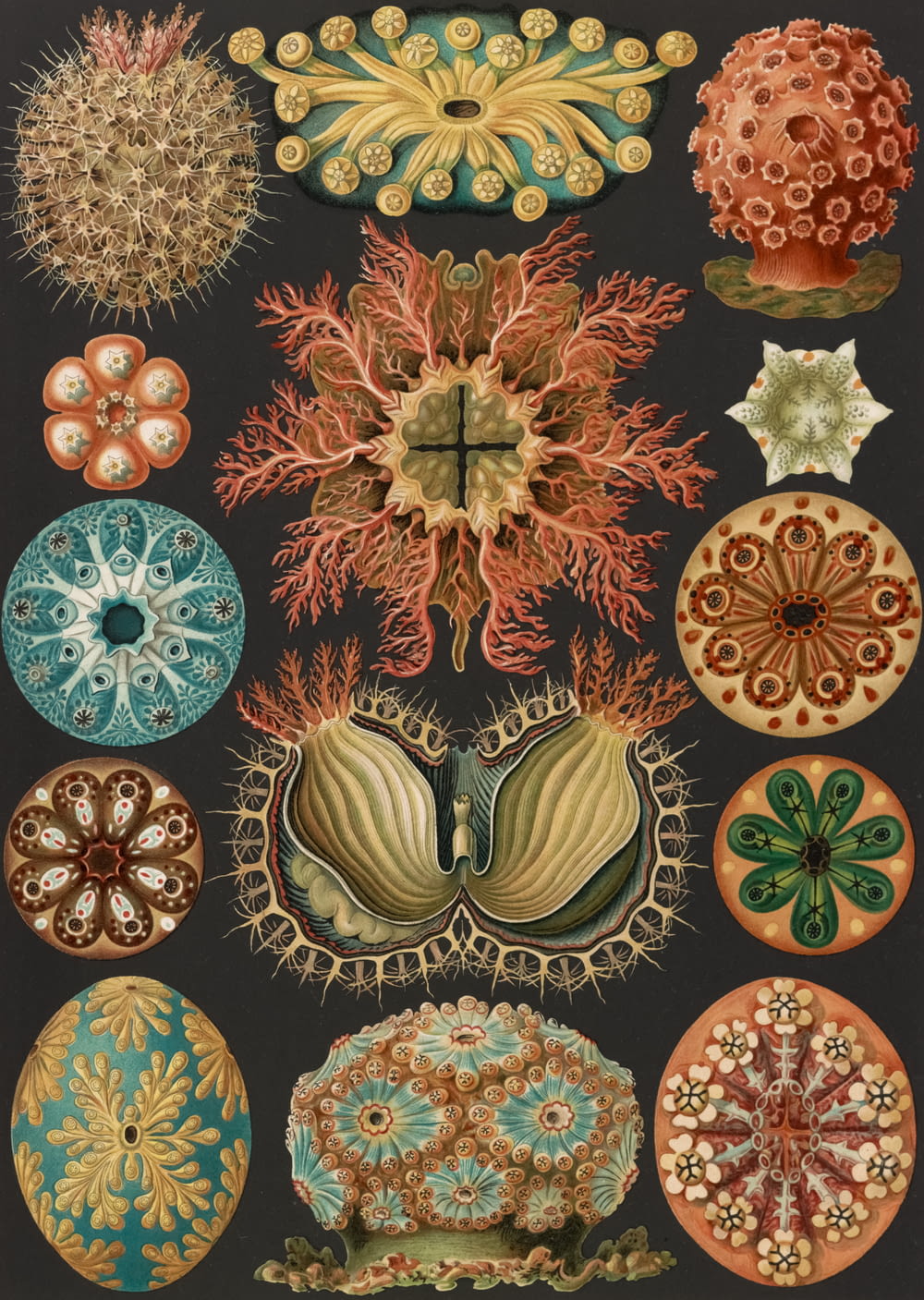 Ascidiae. - Seescheiden. Illustration showing a variety of sea squirts.