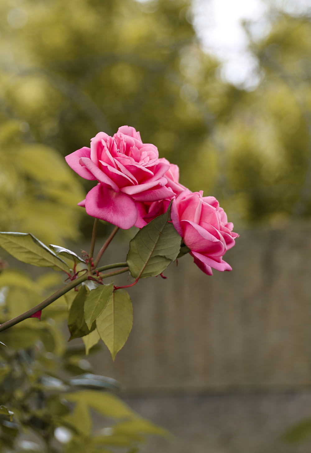 eine rosa Rose, die auf einem Zweig blüht