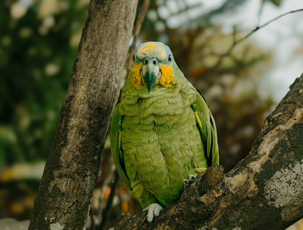 a green and yellow parrot perched on a tree branch