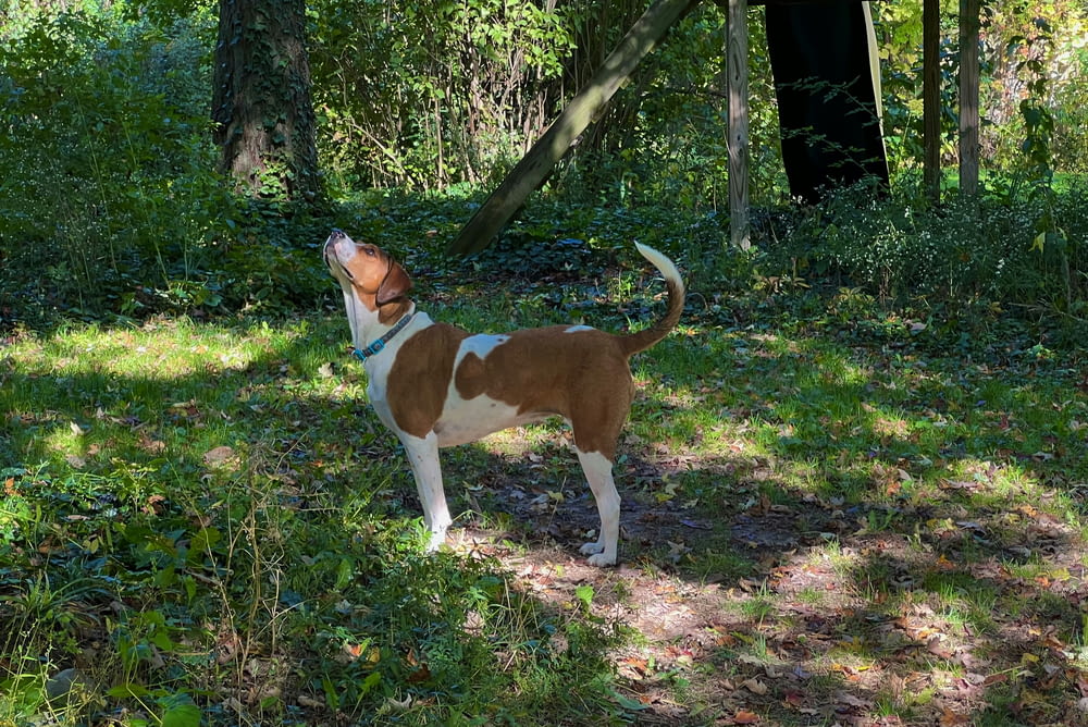 un perro marrón y blanco parado en la cima de un exuberante campo verde