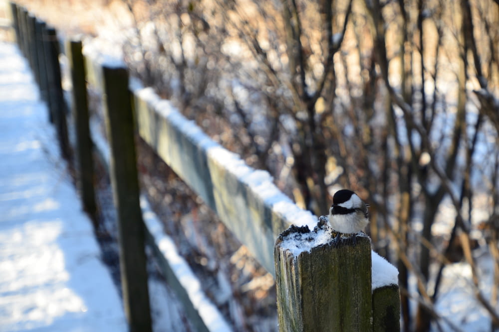 a bird perched on a wooden post in the snow