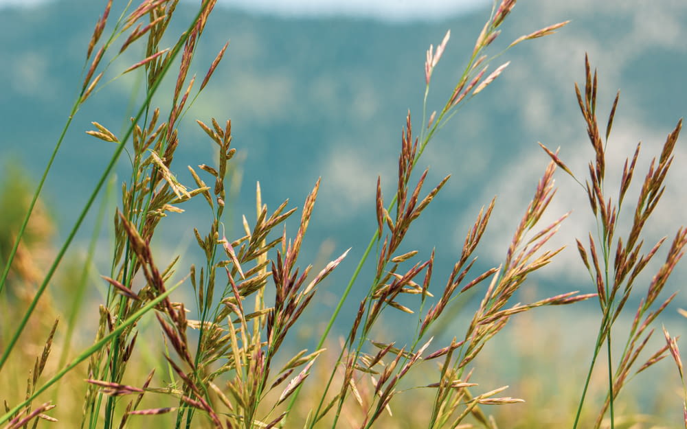 a close up of some grass with a mountain in the background