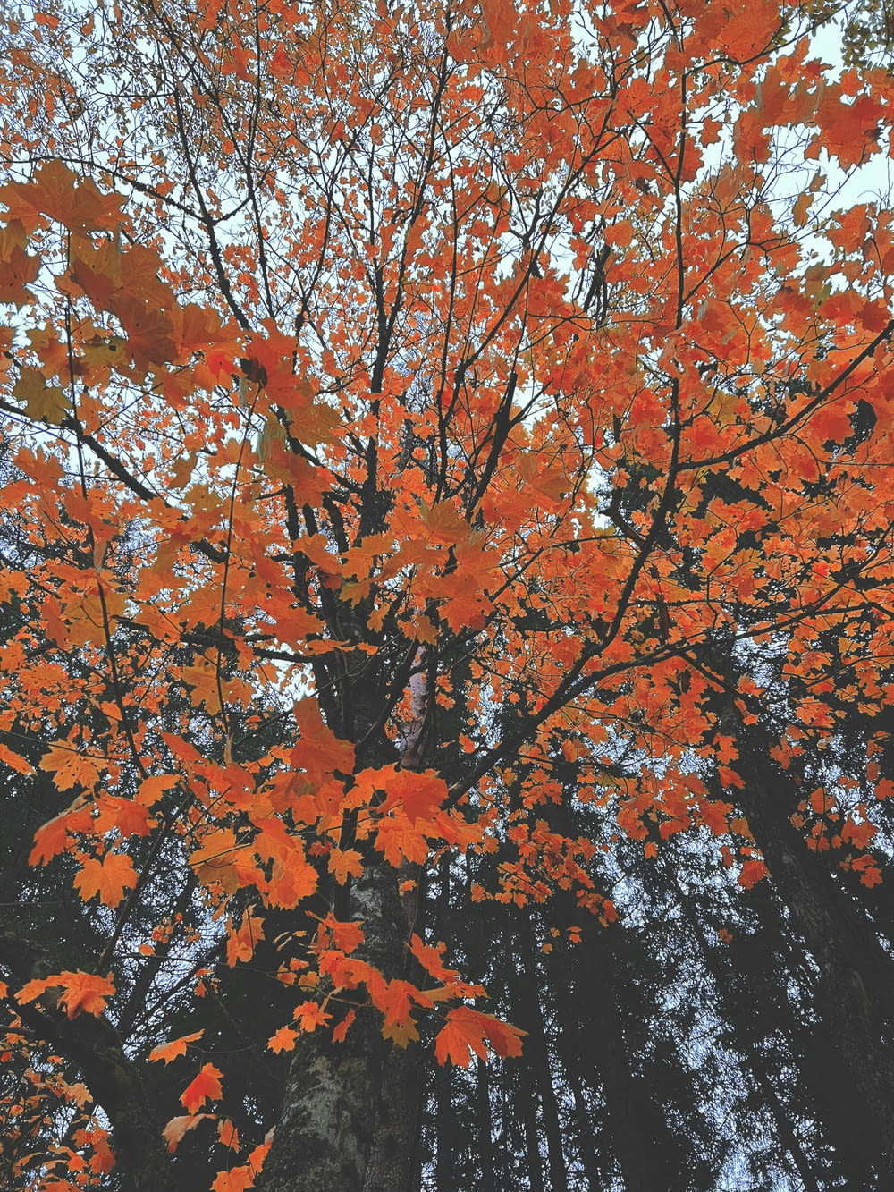 un arbre avec des feuilles d’oranger dans une forêt